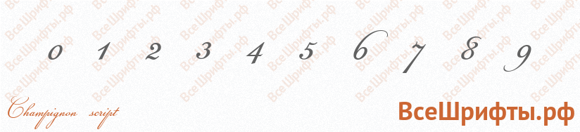 Шрифт Champignon script с цифрами