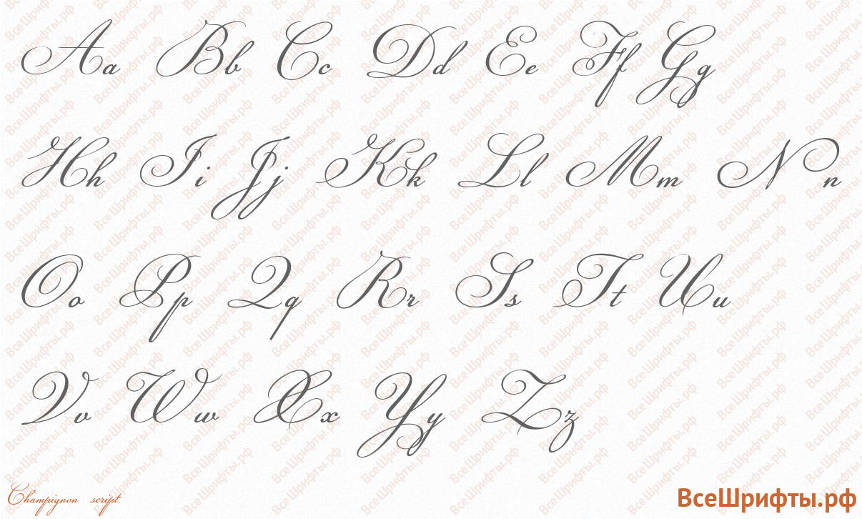 Шрифт Champignon script с латинскими буквами